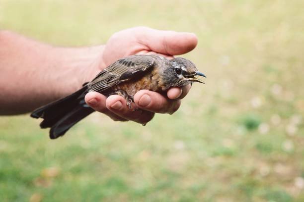 Why Do Birds Get Stuck in Urban Areas, and How Can We Assist Them?