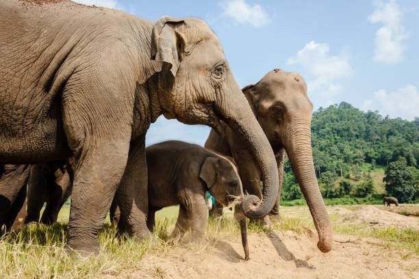 Why do some elephants require rehabilitation after rescue?