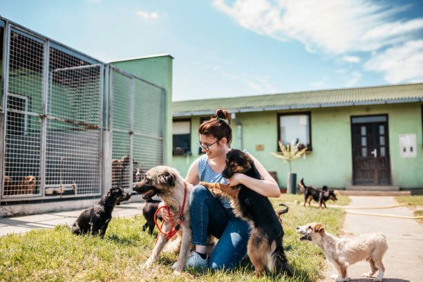 How can I differentiate between legitimate animal rescue charities and scams?