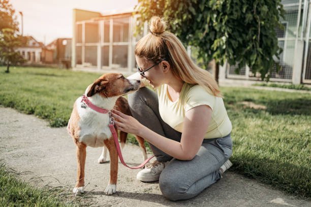 How many animal rescues are there in the US?