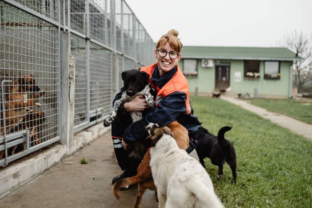 What role do foster homes play in the animal rescue process?