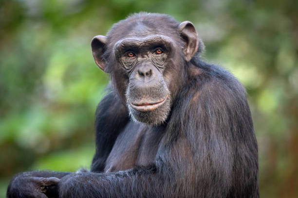 How are rescued monkeys prepared for release into the wild?