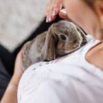 Which signs indicate that a rescued rabbit is experiencing stress or anxiety?