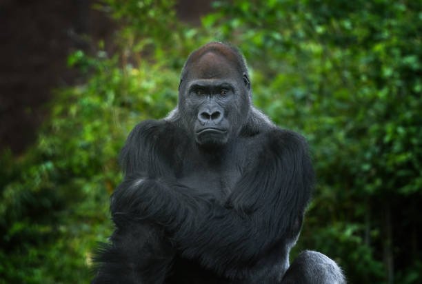 How do gorilla rescue centers care for injured or orphaned gorillas?