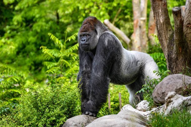 How can I get involved in gorilla rescue initiatives?