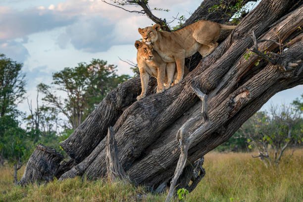 Which organizations are at the forefront of lion rescue and protection?