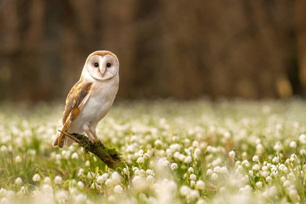 Can anyone become a volunteer in owl rescue missions, and if so, how?