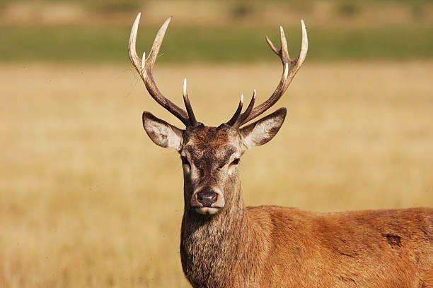 Why do fawns often require special care in deer rescue efforts?