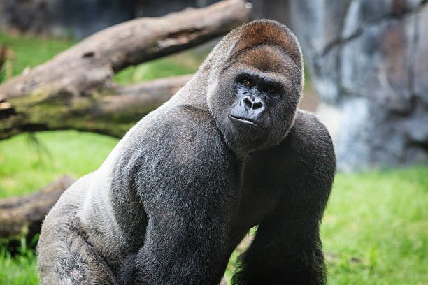 What are the primary challenges in gorilla rescue operations?