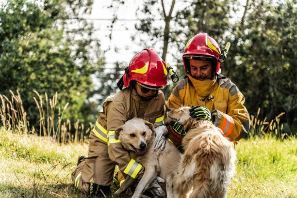 Can I adopt a specific dog breed through a rescue organization?