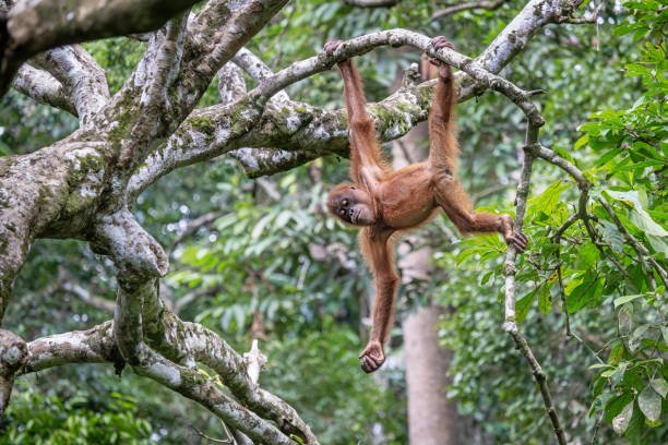 Which organizations are at the forefront of monkey rescue and conservation?