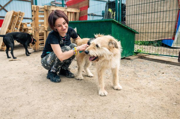 What is the most famous animal rescue?