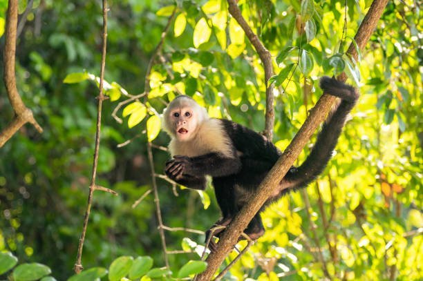 What equipment is essential for a monkey rescue operation?