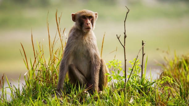What is the role of sanctuaries in monkey rescue and conservation?