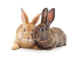 What are the common health issues faced by rescued rabbits and how can they be prevented?