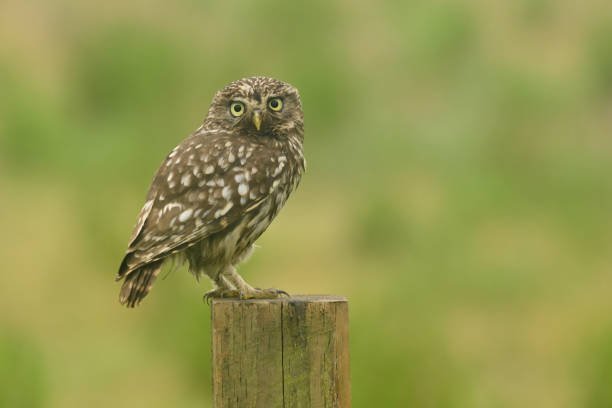 What are the signs that indicate an owl is in need of immediate rescue?