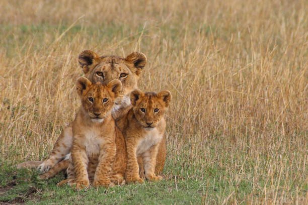 What are the ethical considerations in lion rescue and rehabilitation?