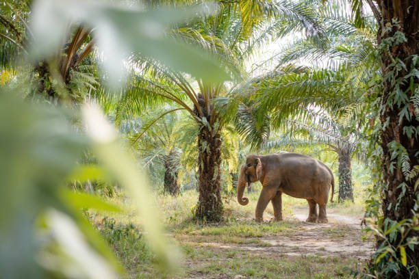 How are injured elephants treated during rescue operations?