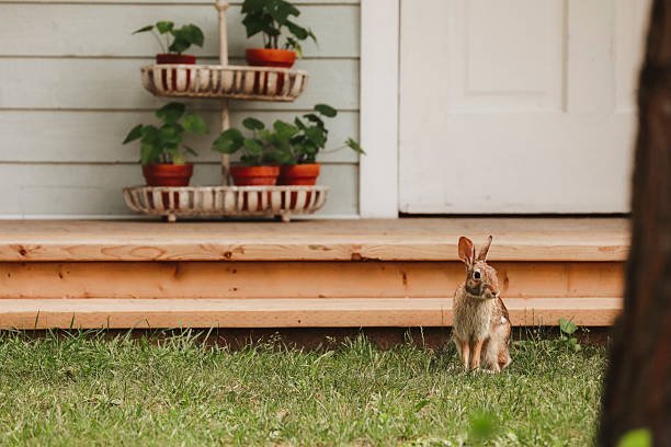 Why do some rescued rabbits exhibit aggressive behavior?
