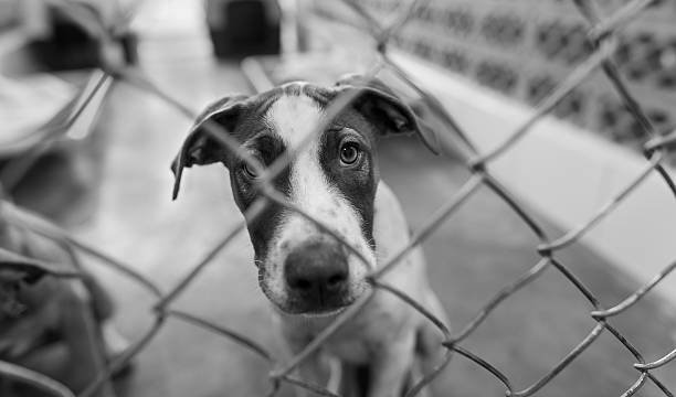 Can dog rescue organizations help with behavioral issues?