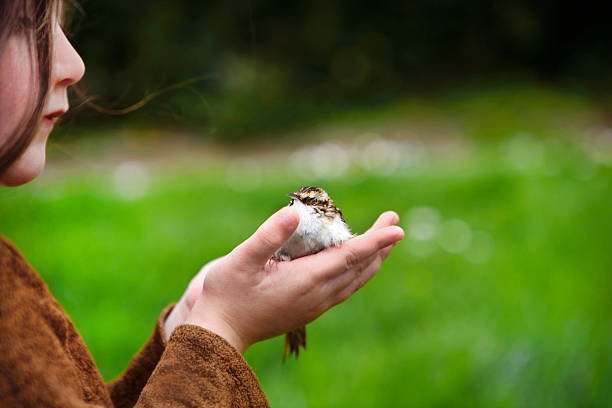 What Are Common Injuries Birds Suffer and How to Treat Them?