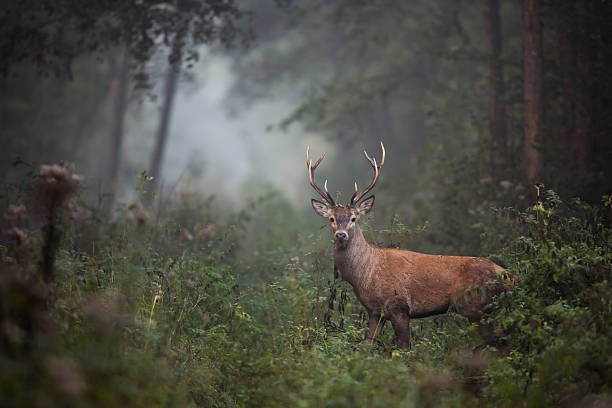 How do I provide proper nutrition to a rescued deer?