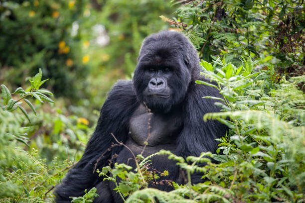 Why are gorilla rescue efforts essential for their survival?