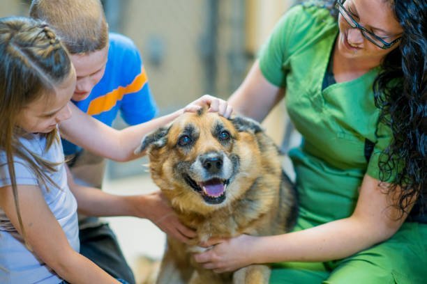 Why do some dogs end up in rescue shelters?